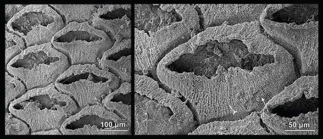 Primo piano dei fossili