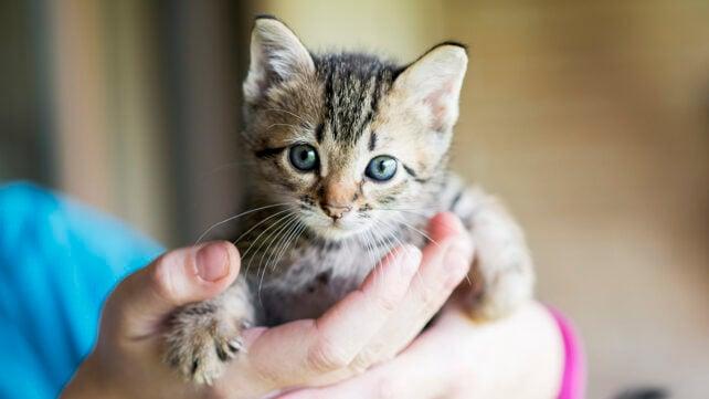 Piccolo gattino tigrato tenuto delicatamente tra le mani di una persona, che guarda verso la fotocamera con occhi spalancati.