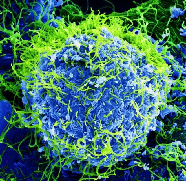 Dichiarata Emergenza Globale per l'Outbreak Mortale di Ebola mentre i Casi si Diffondono in Africa