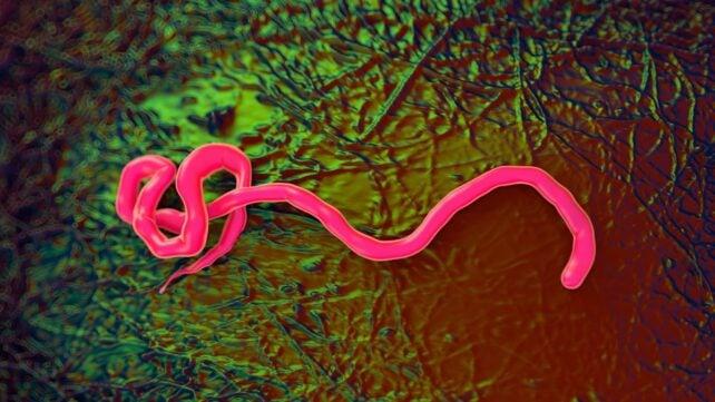 Nuovi Vaccini contro l’Ebola: Sviluppi e Prospettive
