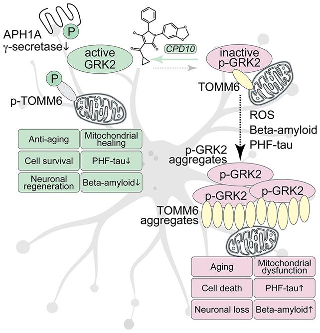 Analisi del GRK2