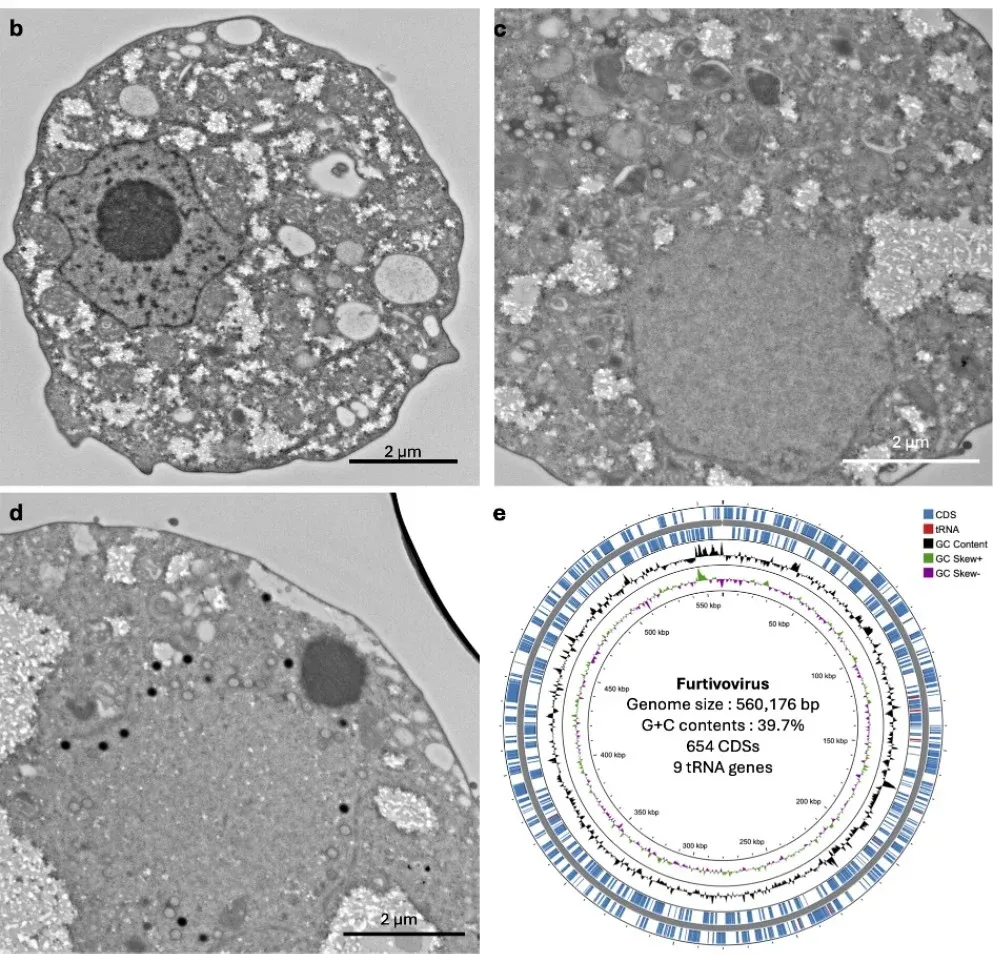 Scienziati scoprono un nuovo virus gigante che si replica in un modo assolutamente unico