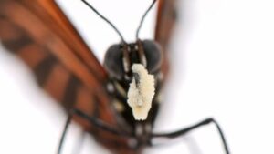 Le farfalle che mangiano polline potrebbero contenere indizi su una longevità estrema
