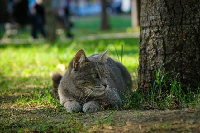 Il tuo gatto può portare a casa più malattie di quanto pensi. Ecco cosa fare.