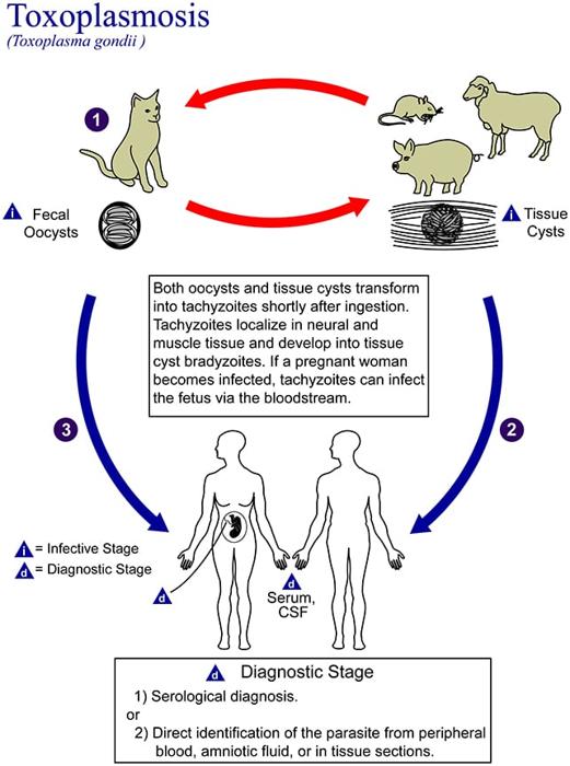 Diagramma del parassita