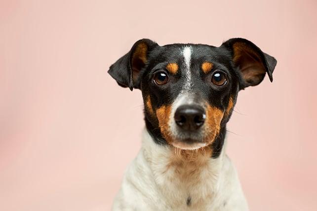 Cane domestico