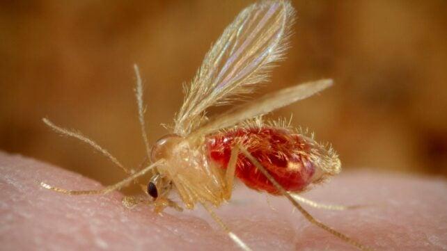 Leishmaniosi: un caso clinico unico di anomalia congenita