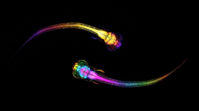 Comportamento Sociale nei Pesci Zebra: Nuove Scoperte Neuroscientifiche
