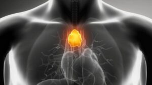 Illustrazione medica di un torso umano superiore con polmoni traslucidi, cuore e vie aeree visibili, e la ghiandola del timo evidenziata in giallo sopra il cuore.