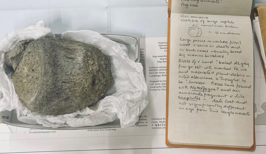 L’annuncio su un osso fossile scoperto nel 1985 in Antartide: appartiene ad un titanosauro