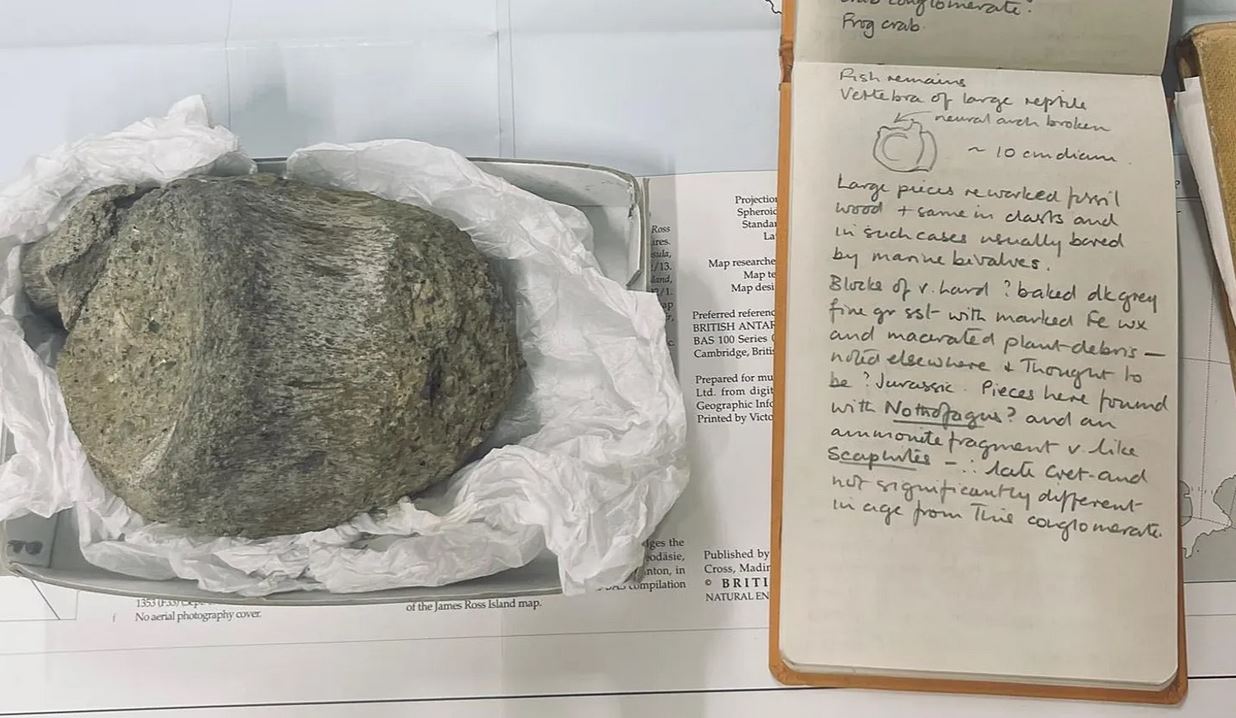 Osso fossile scoperto nel 1985 in Antartide: appartiene ad un dinosauro