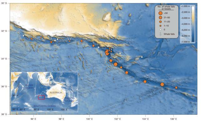 Il vasto cimitero delle balene sul fondo dell'oceano cresce da 5 milioni di anni