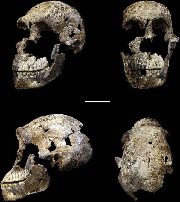 Uno studio sul DNA rivela che il parente umano estinto Homo Naledi potrebbe