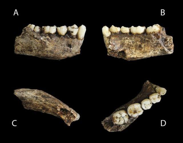 Uno studio sui denti antichi suggerisce che tutti i nostri campioni del parente umano estinto Homo Naledi siano femmine