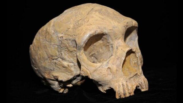 Nuove scoperte sull’estinzione dei Neanderthal: cosa sappiamo ora