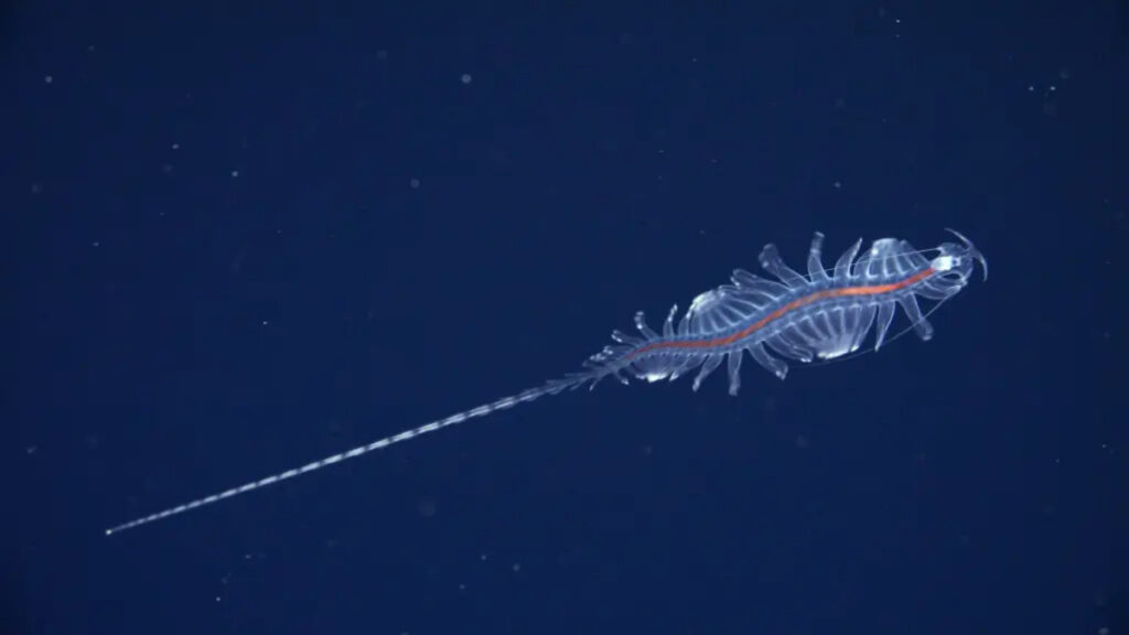 Dagli abissi dell’Atlantico emergono 31 nuove specie
