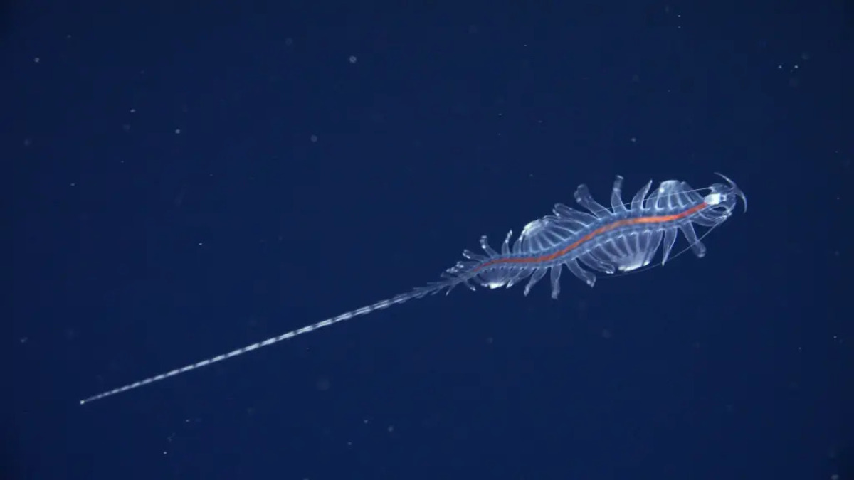 new-species-genus-tomopteris-commonly-131276176-1-1.jpg