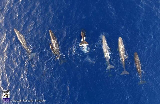 Le balene spermatozoo nel Mediterraneo sembrano evolversi in un nuovo dialetto