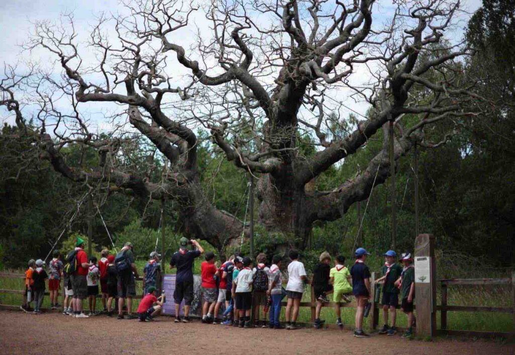 La foresta di Sherwood piange il suo re: addio al gigante millenario di Robin Hood
