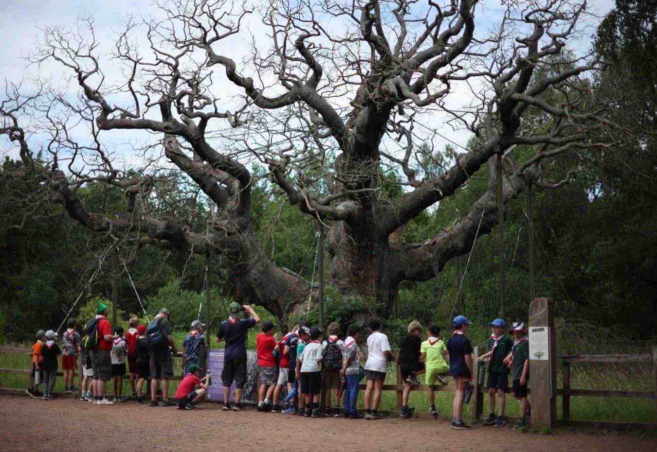 quercia-robin-hood-morta-turismo.jpg