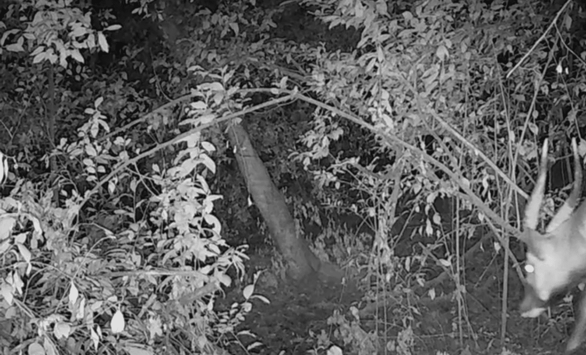 rare-camera-trap-images-reveal-kenyas-ghost-of-the-forestafter-five-years-missing-from-wild-scaled-1.png