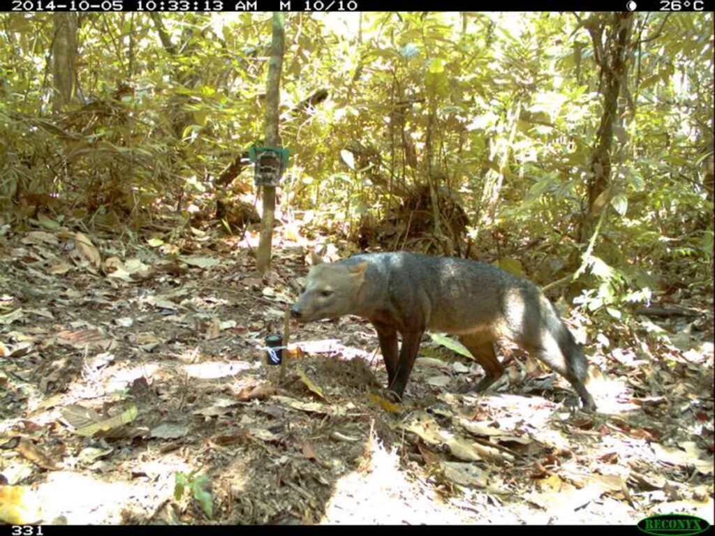 Un elusivo predatore amazzonico riappare dopo 25 anni dall’ultimo avvistamento