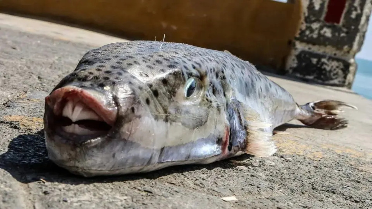 silver-cheeked-toadfish-aggressive-invasive-131825917-1.jpg
