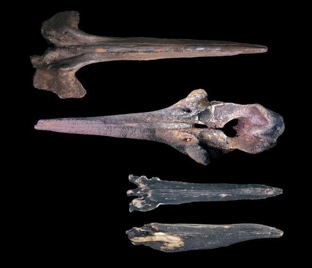 Il vasto cimitero delle balene sul fondo dell'oceano cresce da 5 milioni di anni
