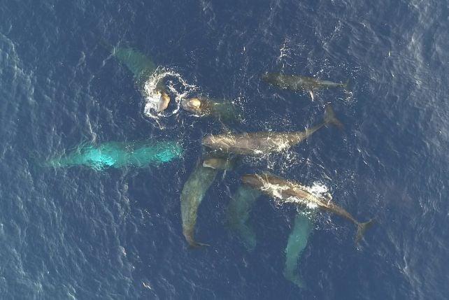 Le balene spermatozoo nel Mediterraneo sembrano evolversi in un nuovo dialetto