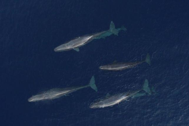 Le balene spermatozoo nel Mediterraneo sembrano evolversi in un nuovo dialetto