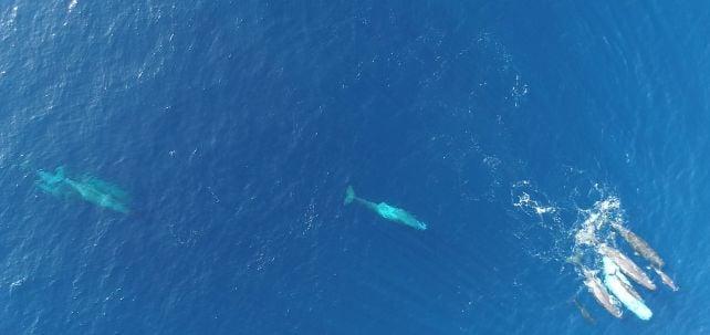 Le balene spermatozoo nel Mediterraneo sembrano evolversi in un nuovo dialetto
