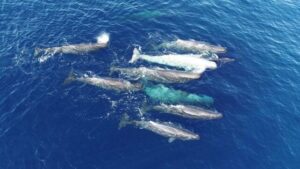 Le balene sembrano evolversi in un nuovo dialetto nel Mar Mediterraneo