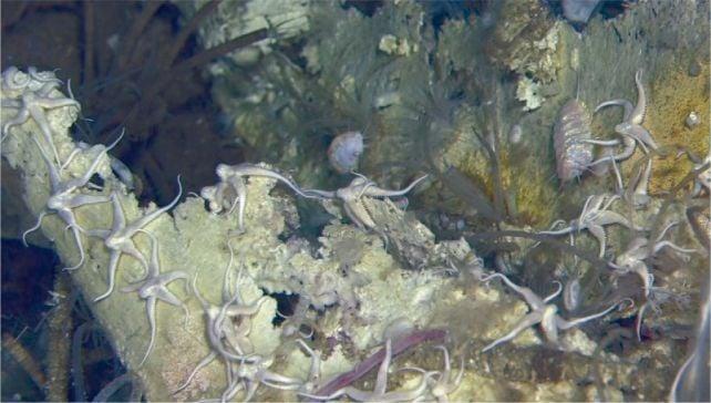 Il vasto cimitero delle balene sul fondo dell'oceano cresce da 5 milioni di anni