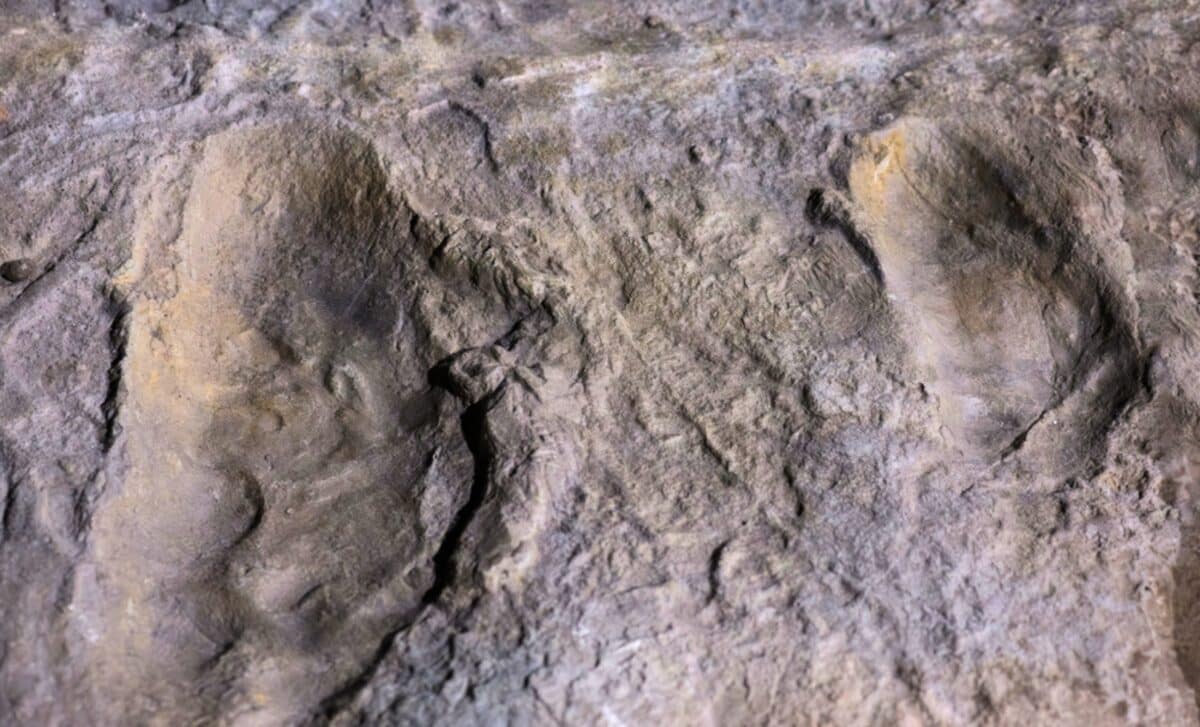strange-laetoli-footprints-revived-a-decades-old-debate-over-bears-scaled-1.jpg