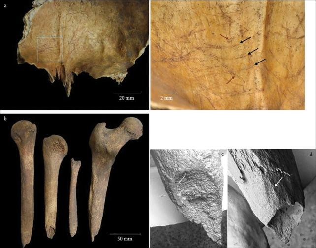 Qualcuno che è morto 2.000 anni fa ha avuto le ossa intagliate in... strumenti?