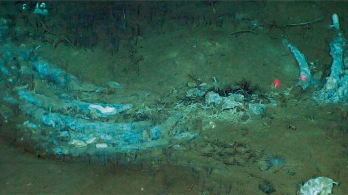 Il vasto cimitero delle balene sul fondo dell'oceano cresce da 5 milioni di anni