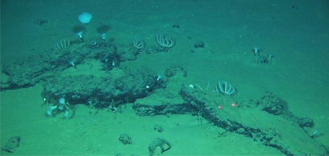 Il vasto cimitero delle balene sul fondo dell'oceano cresce da 5 milioni di anni