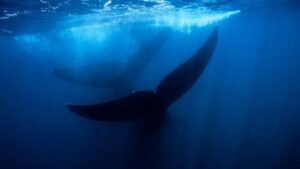 balene nell'acqua blu