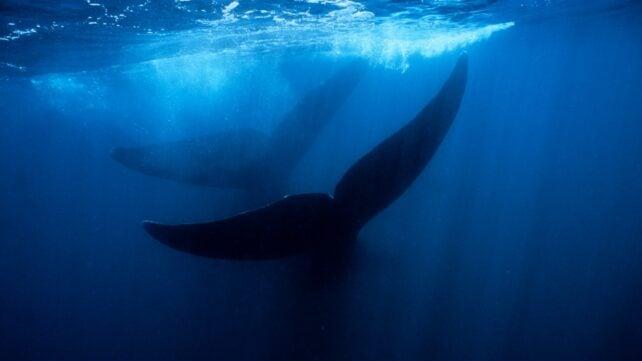 La nuova necropoli sottomarina nell’Oceano Indiano: scoperte uniche