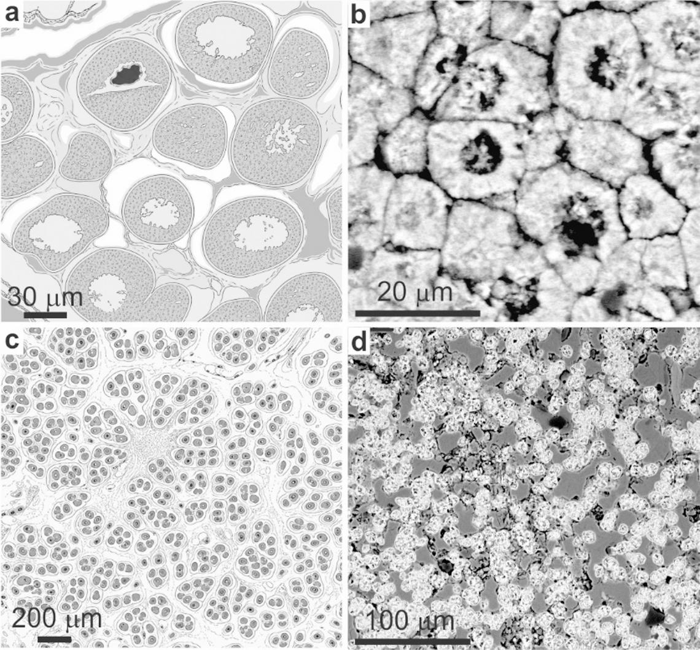 Un fossile di mollusco 'incinta' di 125 milioni di anni rivela le radici di una strategia riproduttiva simile agli alieni