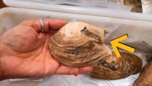 Strategia riproduttiva simile agli alieni trovata in un fossile di 125 milioni di anni