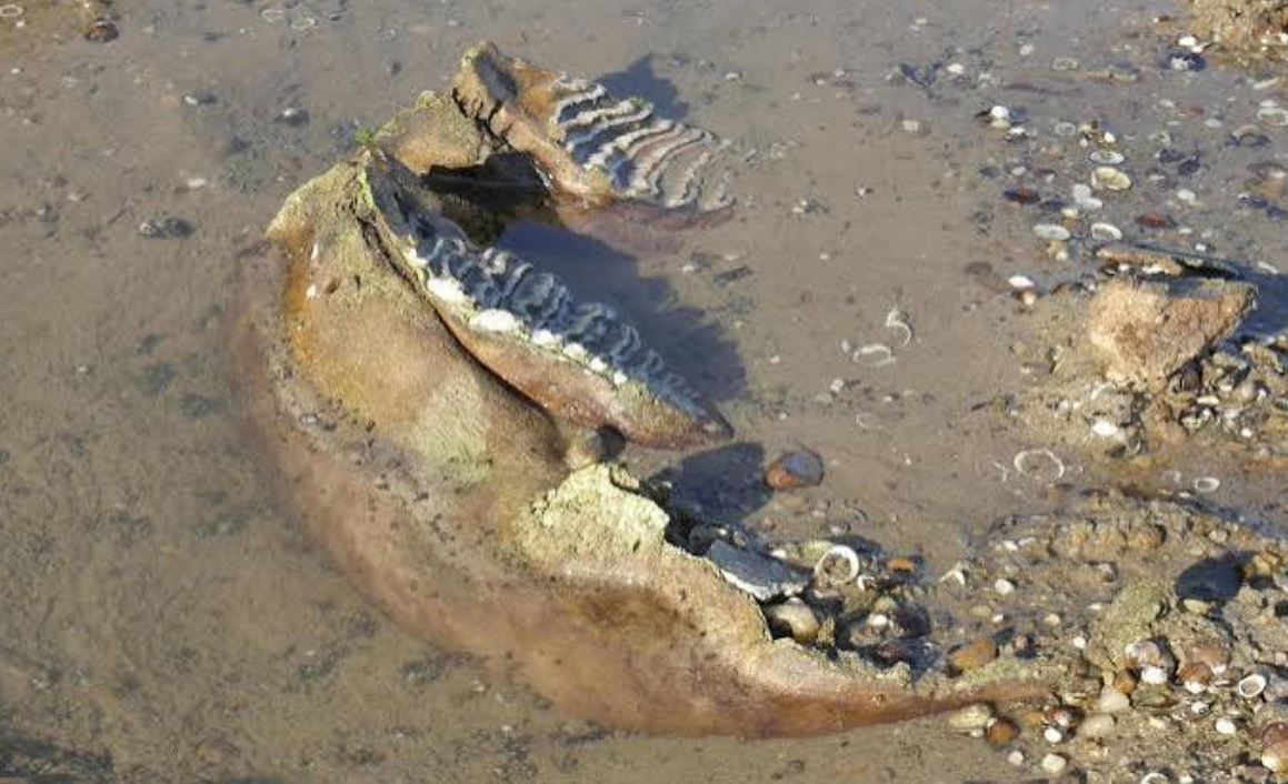 Scoperti resti di mammut nel fiume Danubio