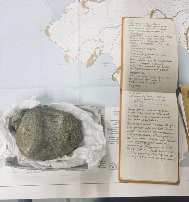 Il fossile dimenticato si è rivelato essere la prima prova di dinosauri in Antartide