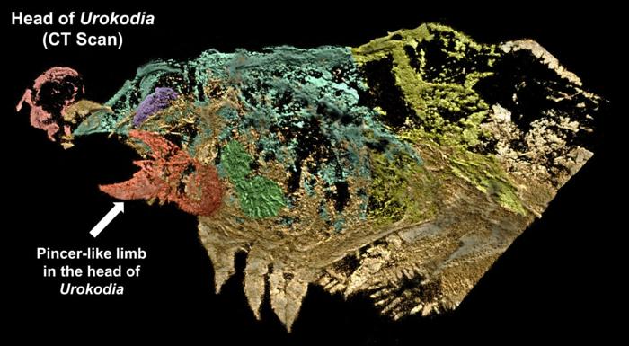 Le prime prove di zanne di ragno scoperte in fossili di mezzo miliardo di anni