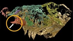 Stupefacente fossile di 500 milioni di anni rivela le prime prove di zanne di ragno