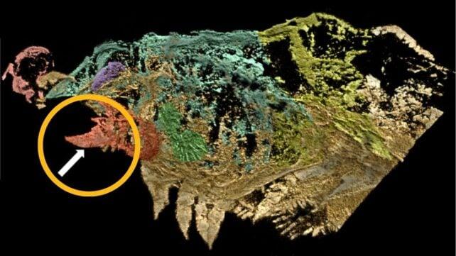 Urokodia aequalis: Un Antico Artropode e la Sua Evoluzione
