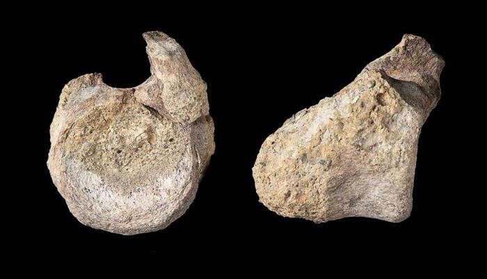 Il fossile dimenticato si è rivelato essere la prima prova di dinosauri in Antartide