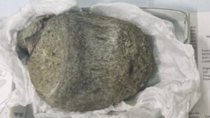 Il fossile conservato in un cassetto per 40 anni si rivela essere la prima prova di dinosauri in Antartide