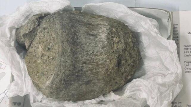 Il fossile conservato in un cassetto per 40 anni si rivela essere la prima prova di dinosauri in Antartide