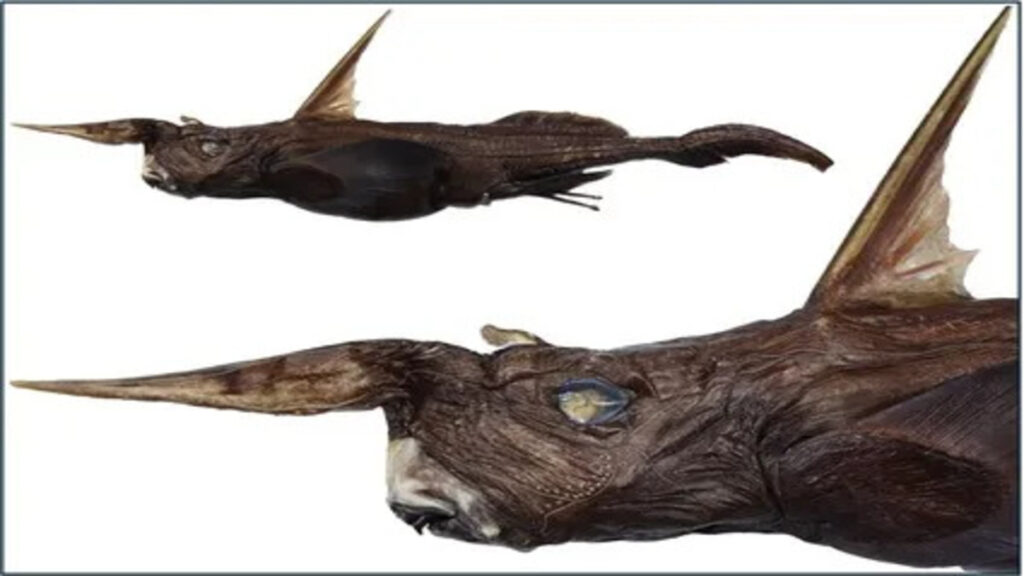 Una nuova specie di squalo fantasma scoperto al largo della Costa Rica